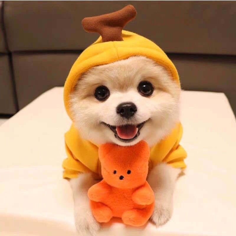 Dog Autumn And Winter Clothing Small And Medium Dog Love Two Legged Cat Cute Pet Clothing